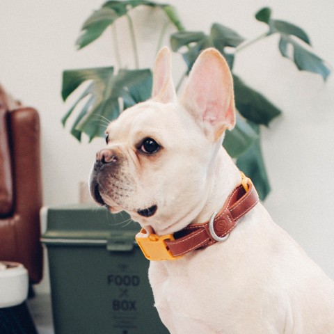 項圈．胸背帶．牽繩