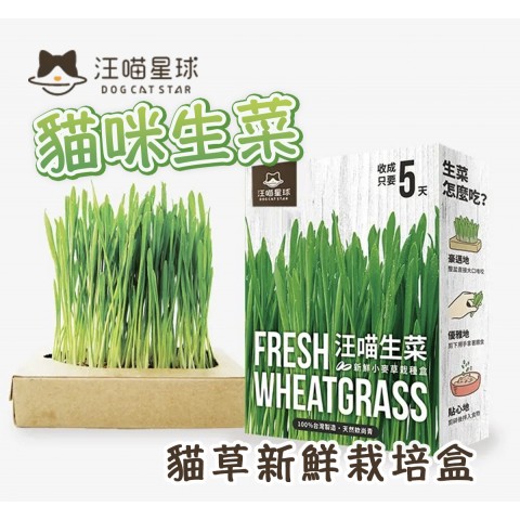 汪喵星球 貓咪生菜 (新鮮貓草栽培盒) 貓草 貓用 新鮮小麥草栽種盒 貓草新鮮栽培盒 貓零食
